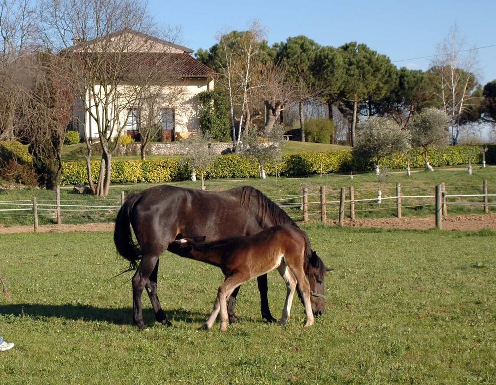 Agriturismo Trebisonda Country Resort مونزامبانو المظهر الخارجي الصورة